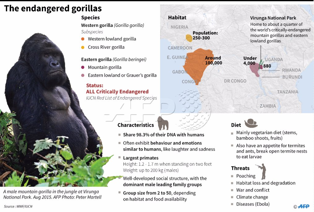 gorillas.png